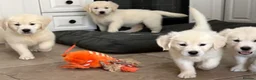 Golden Retriever dogs for sale: Lovely, confident playful puppies - Advert 36