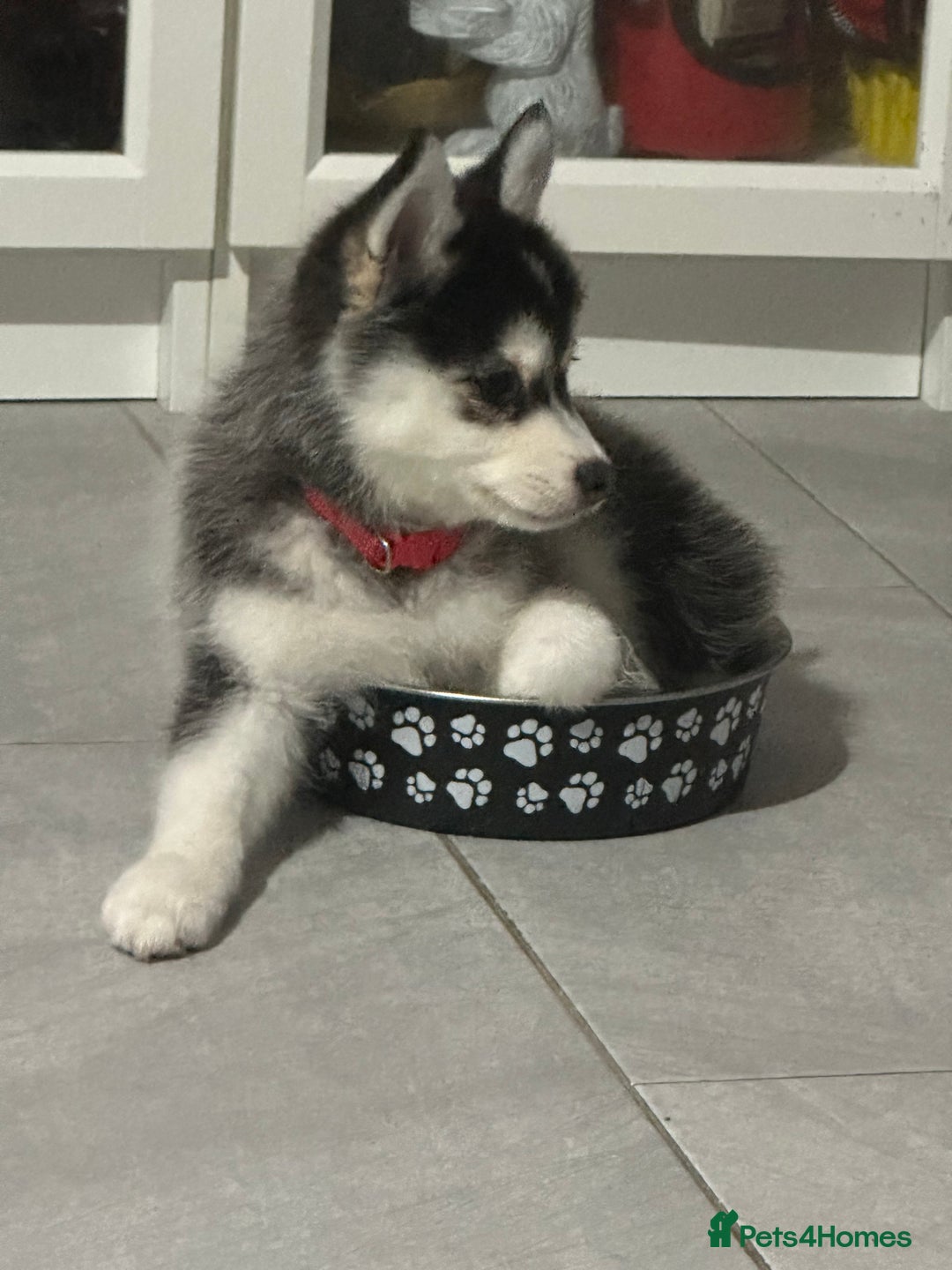 Pomsky dogs for sale: READY SMALL F4 POMSKY - Advert 37