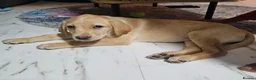 Labrador Retriever dogs for sale: Labrador Retriever 10 weeks old in Fareham - Advert 5