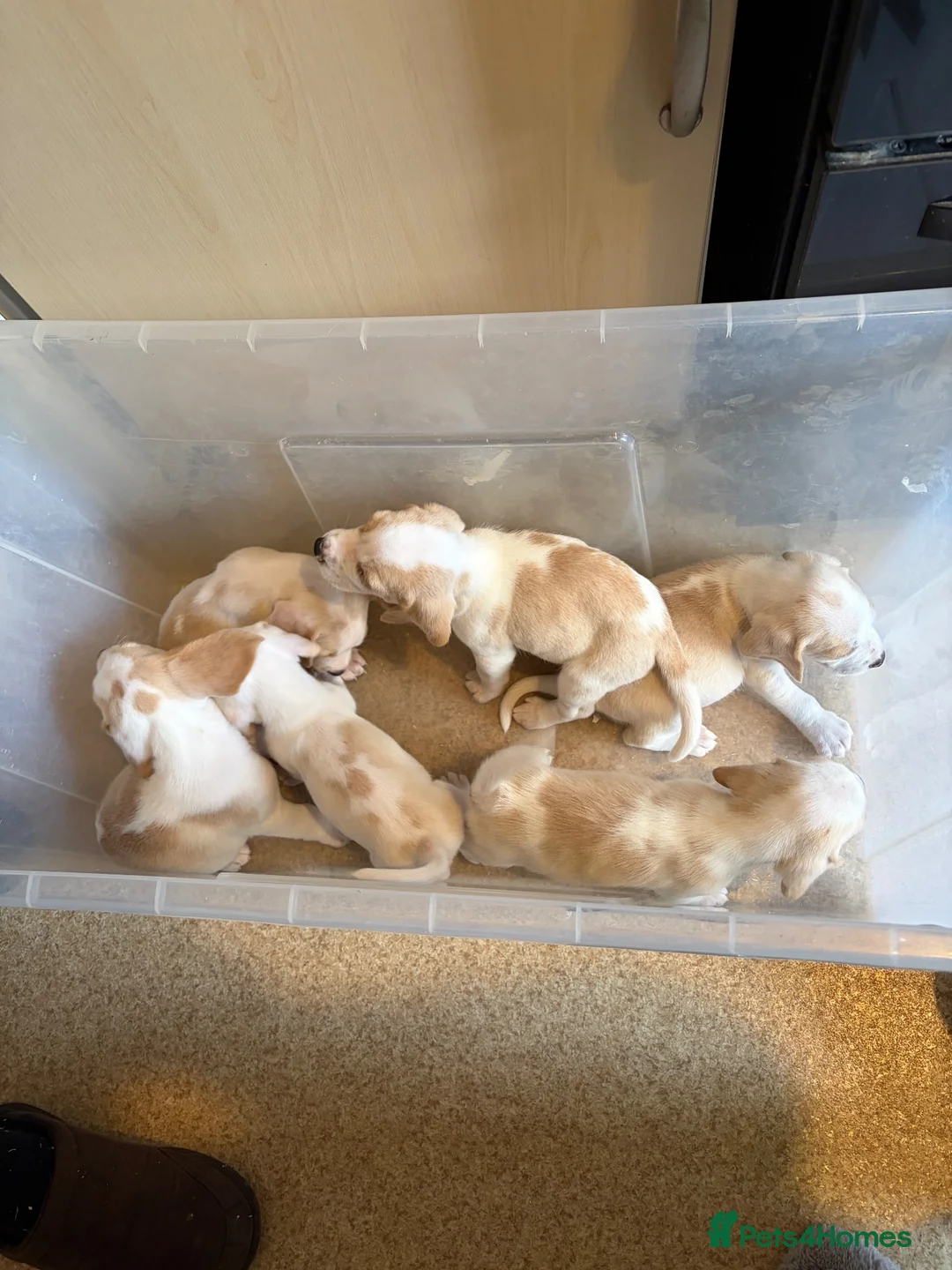 Beagle dogs for sale: 6 beagle puppies for sale in Witham - Advert 1