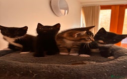 Mixed Breed cats for sale: Beautiful and super playful kittens  - Image 17
