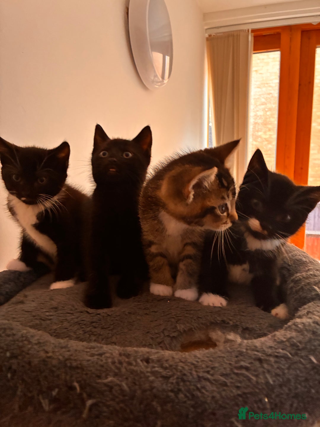 Mixed Breed cats for sale: Beautiful and super playful kittens  - Image 17