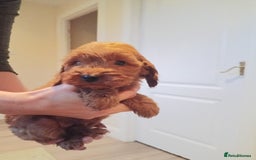 Cockapoo dogs for sale: Cockapoo puppies f1 show) ❤️ fox Red. !!!!!!. - Image 8