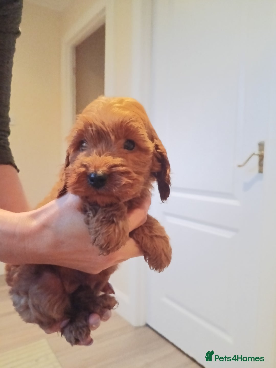 Cockapoo dogs for sale: Cockapoo puppies f1 show) ❤️ fox Red. !!!!!!. - Image 8
