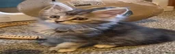Maine Coon cats for sale: Beautiful Mainecoons  - Advert 10