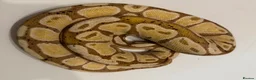 Python Snake reptiles for sale: Various Ball Pythons for sale - Advert 2