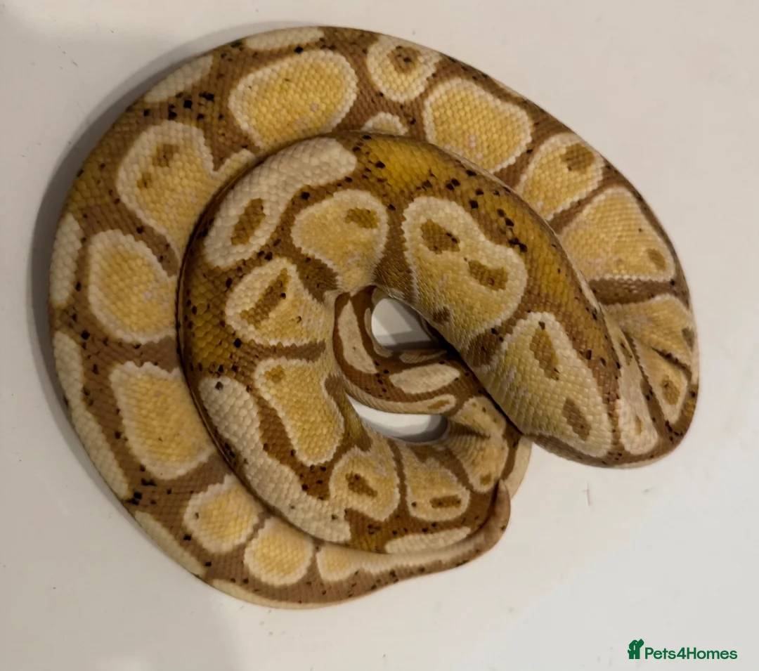 Python Snake reptiles for sale: Various Ball Pythons for sale - Advert 2