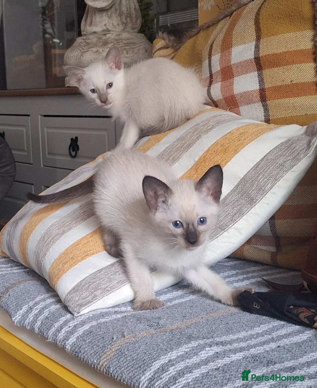 Siamese cats for sale:  Chocolate point and lilac point Siamese kittens - Advert 2