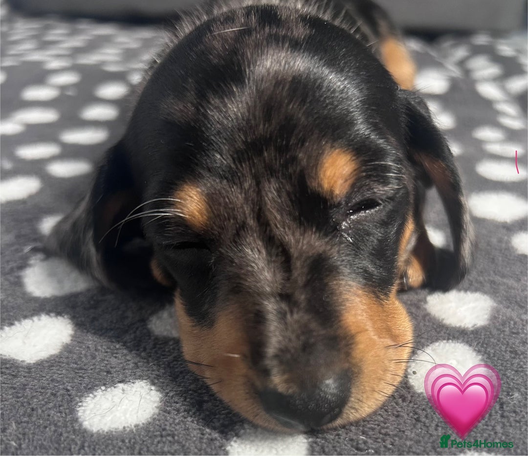 Dachshund dogs for sale: Miniature dachshunds puppies - Image 9