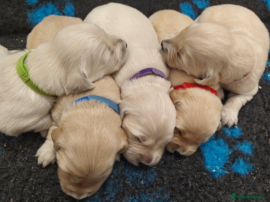 Golden Retriever dogs for sale: Outstanding KC registered Golden Retriever Puppies - Image 13
