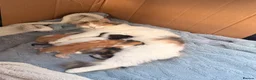 Maine Coon cats for sale: Maine coone cross kittens  - Advert 1