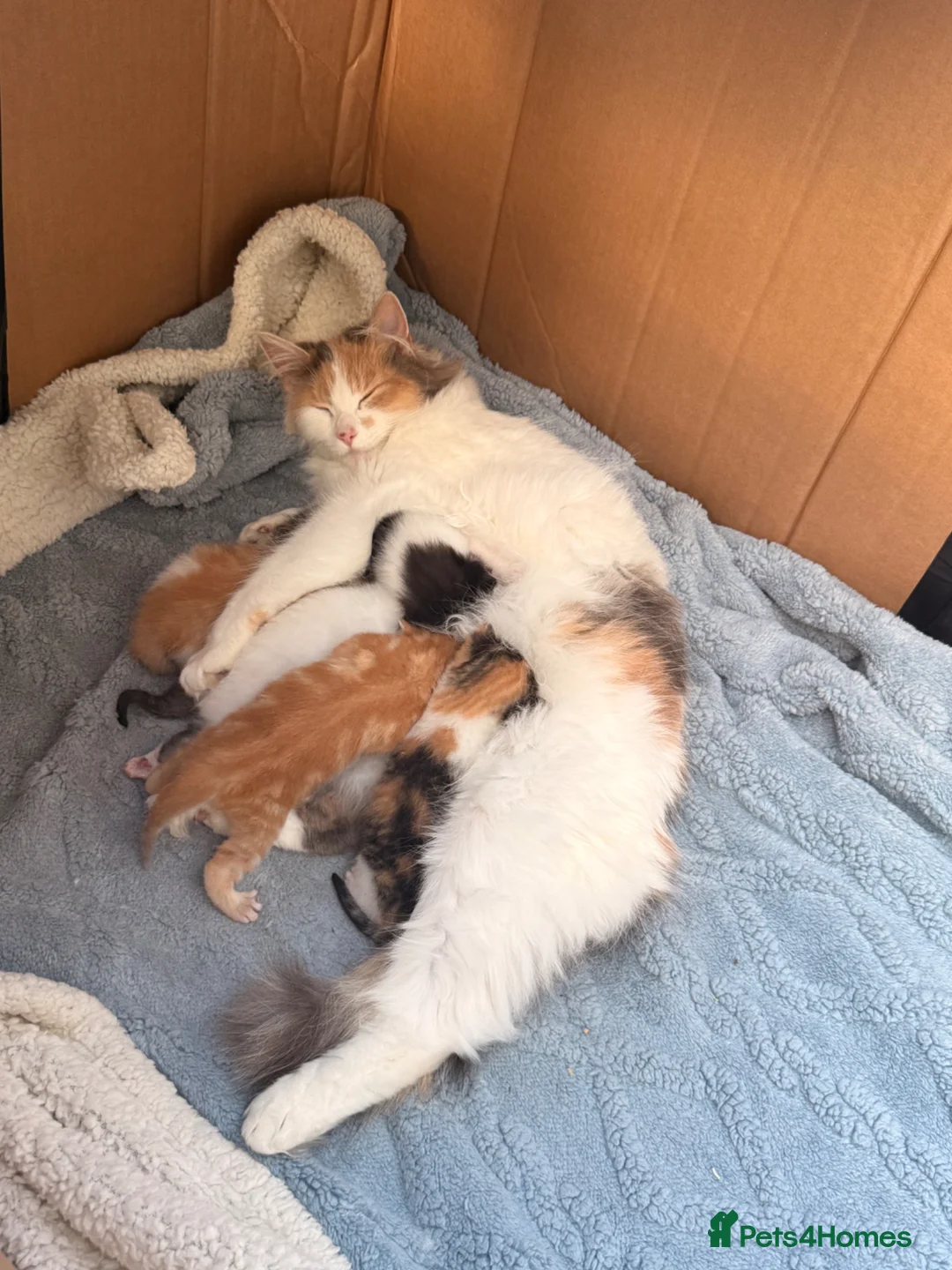 Maine Coon cats for sale: Maine coone cross kittens  - Advert 1
