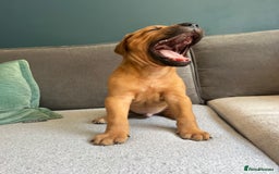 Mixed Breed dogs for sale: Puppies looking for forever homes 🏡 - Image 9