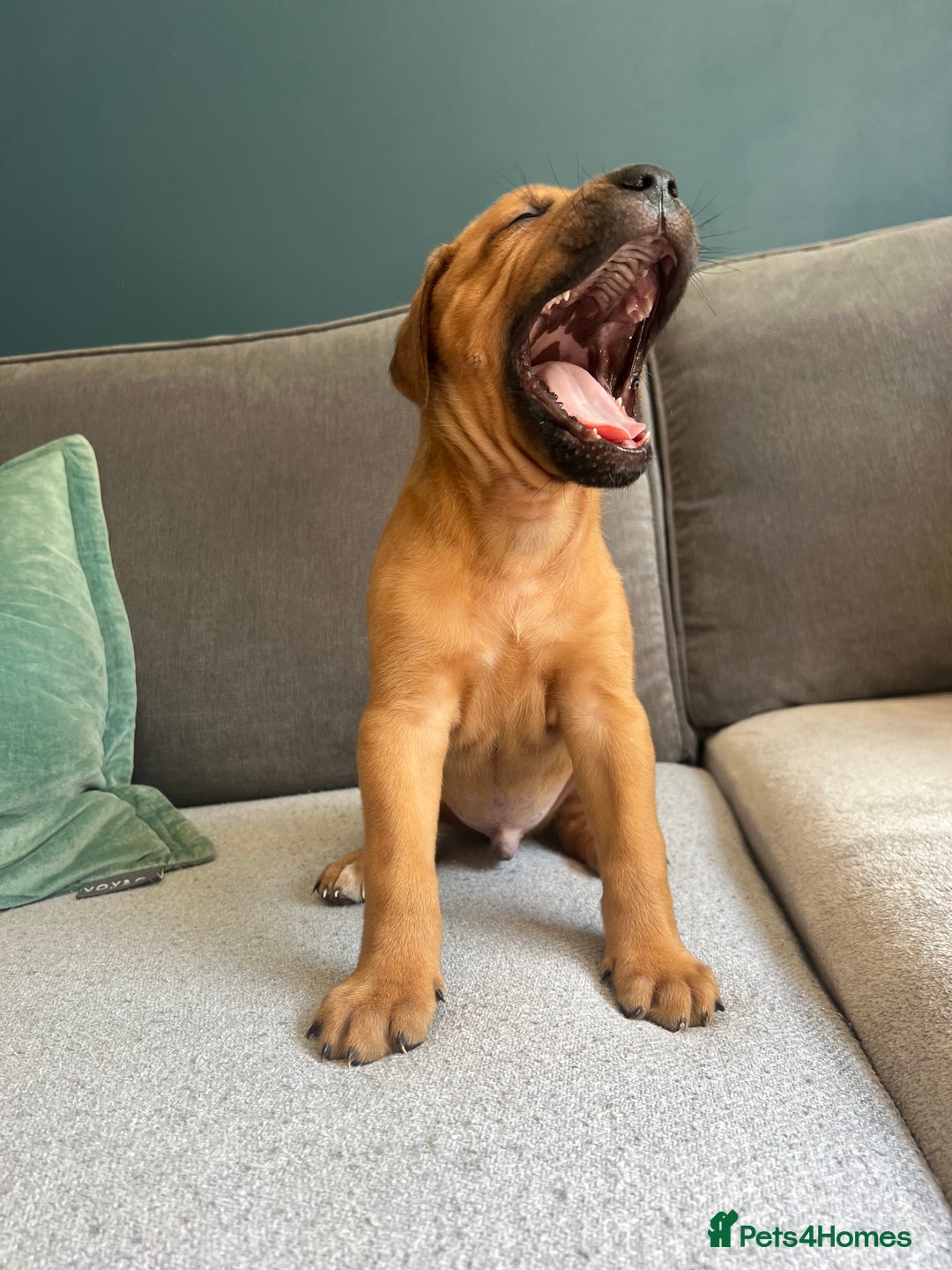 Mixed Breed dogs for sale: Puppies looking for forever homes 🏡 - Image 9