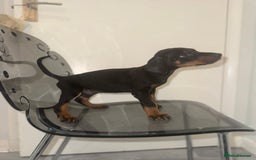 Dobermann dogs for sale: Stunning Black and Tan pups Boy and Girl   - Image 5