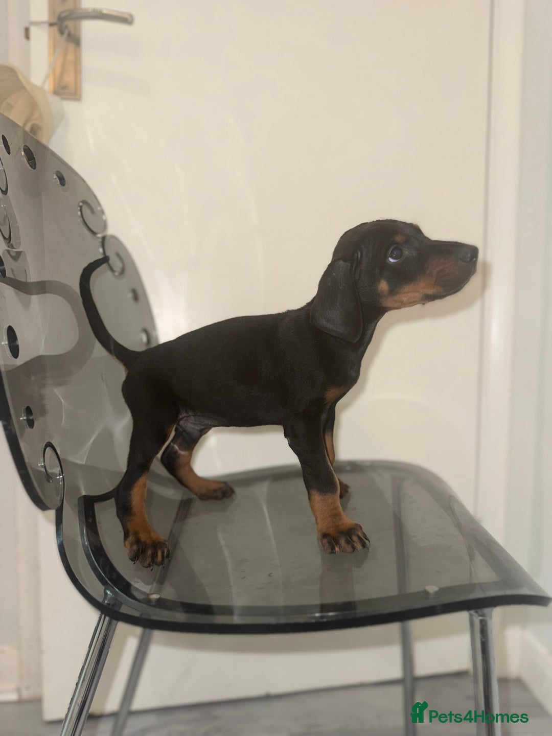 Dobermann dogs for sale: Stunning Black and Tan pups Boy and Girl   - Image 5