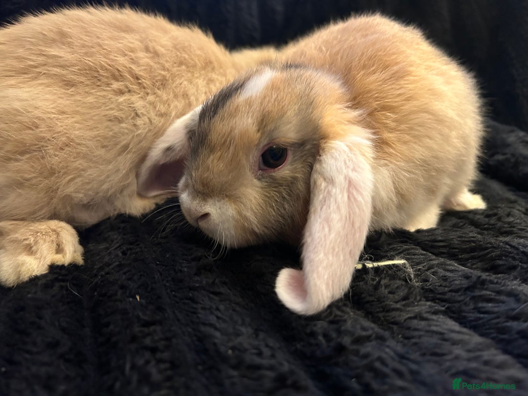 Mini Lop rabbits for sale: Mini lops  - Advert 12