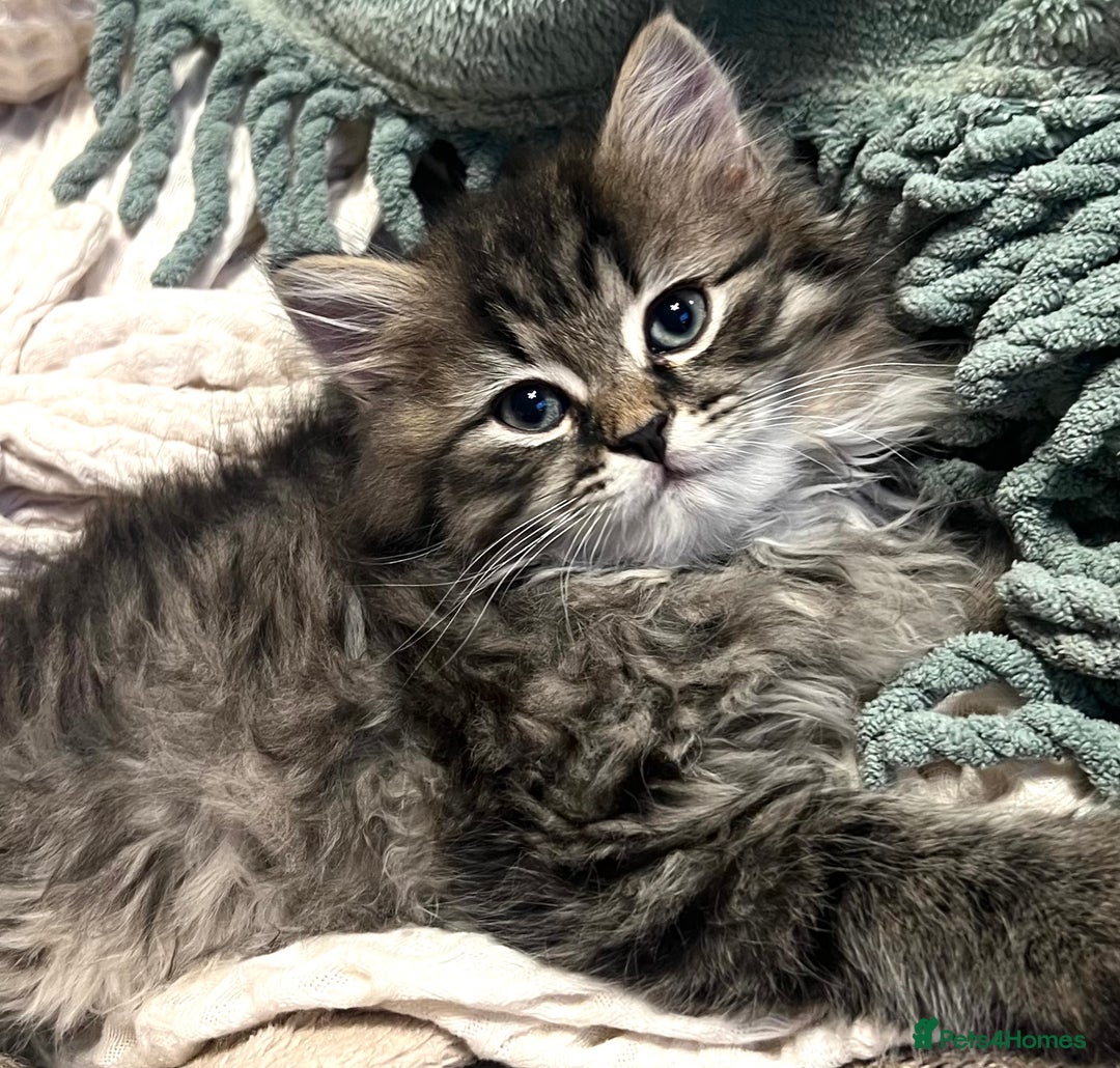 British Longhair cats for sale: British Longhair kittens mix - Advert 2