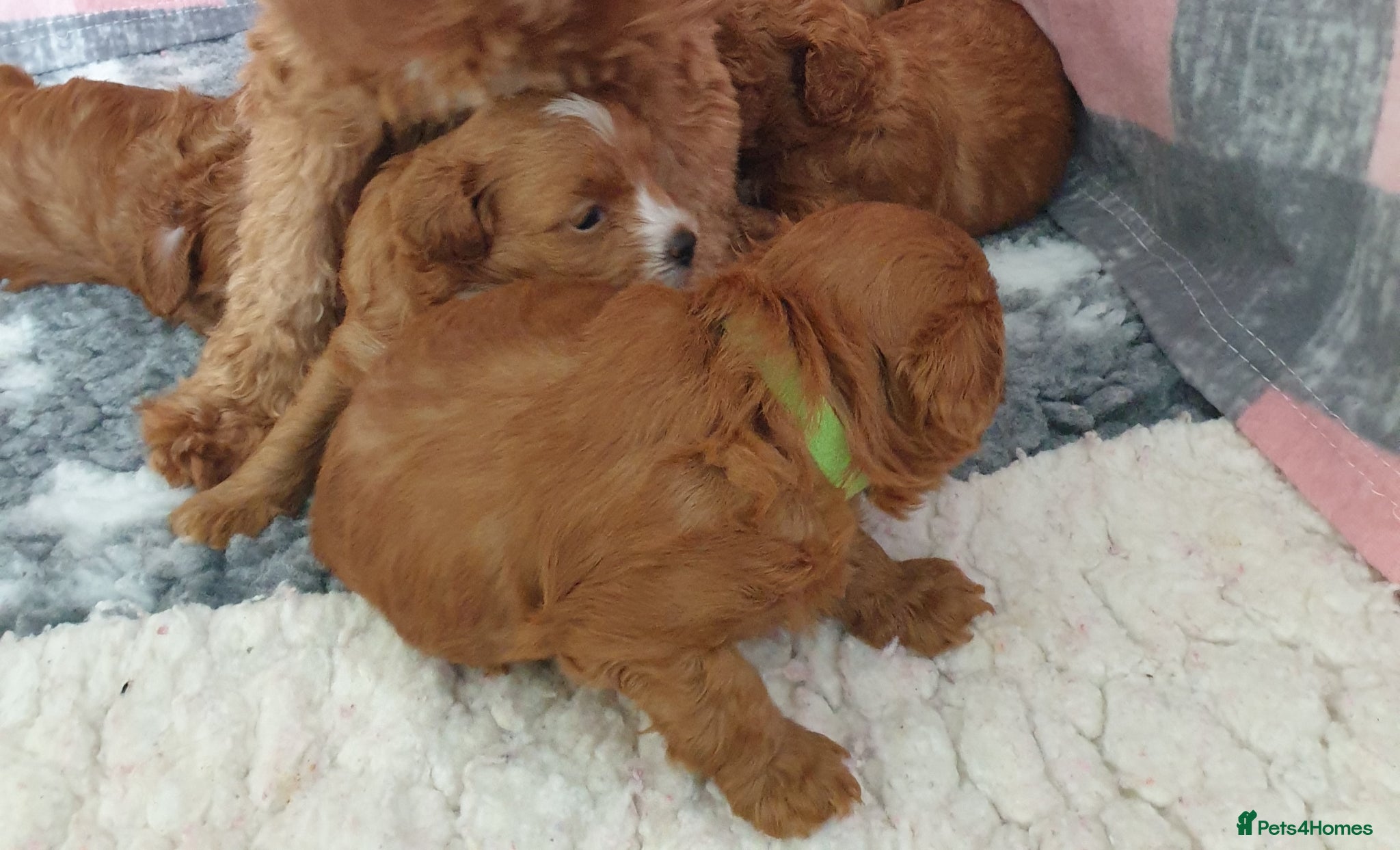 Mixed Breed dogs for sale: F1bb Cotonoodle, health tested parents red/apricot - Advert 5