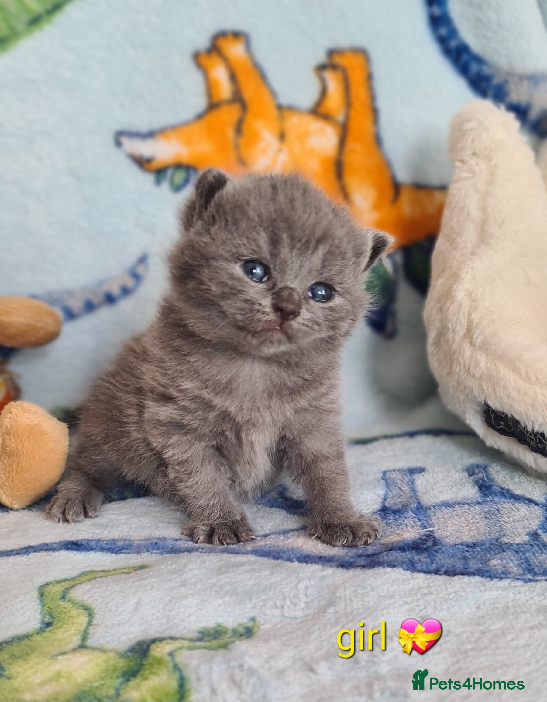 British Shorthair cats GCCF reg.Full vaccination British shorthair girl  - Advert 2