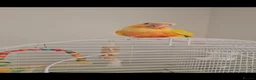 Conures birds for sale: Gorgeous Sun cheek conure with cage, Hand Tammed - Advert 3