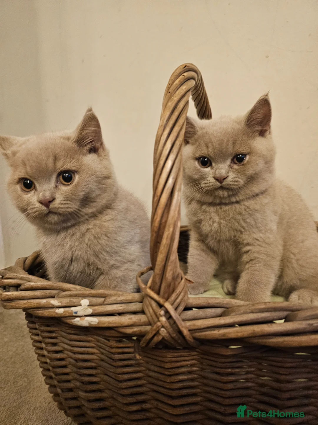 British Shorthair cats for sale: Beautiful British Shorthair Kittens - Advert 2