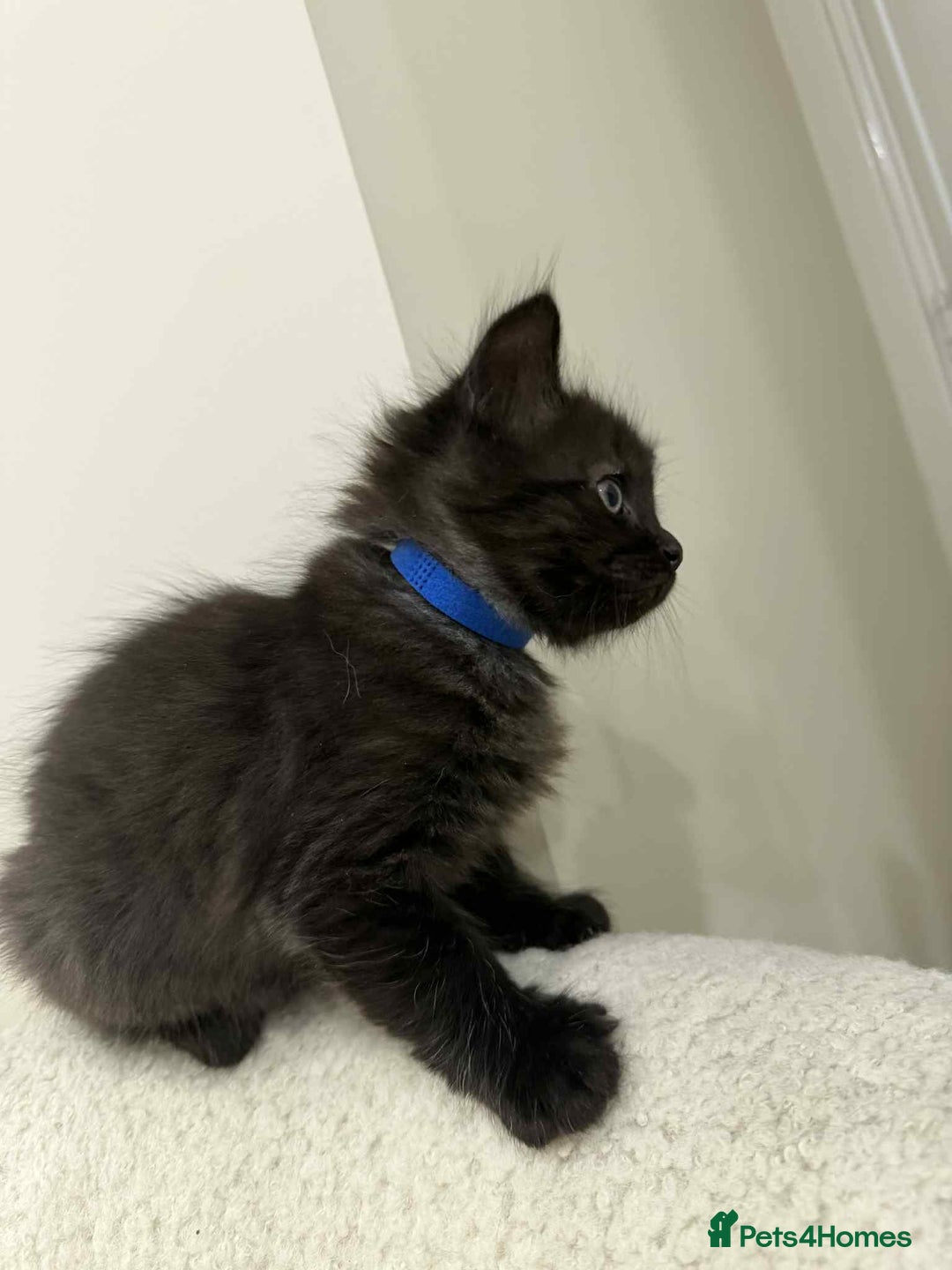 Ragdoll cats for sale: Ragdoll mix  - Advert 15