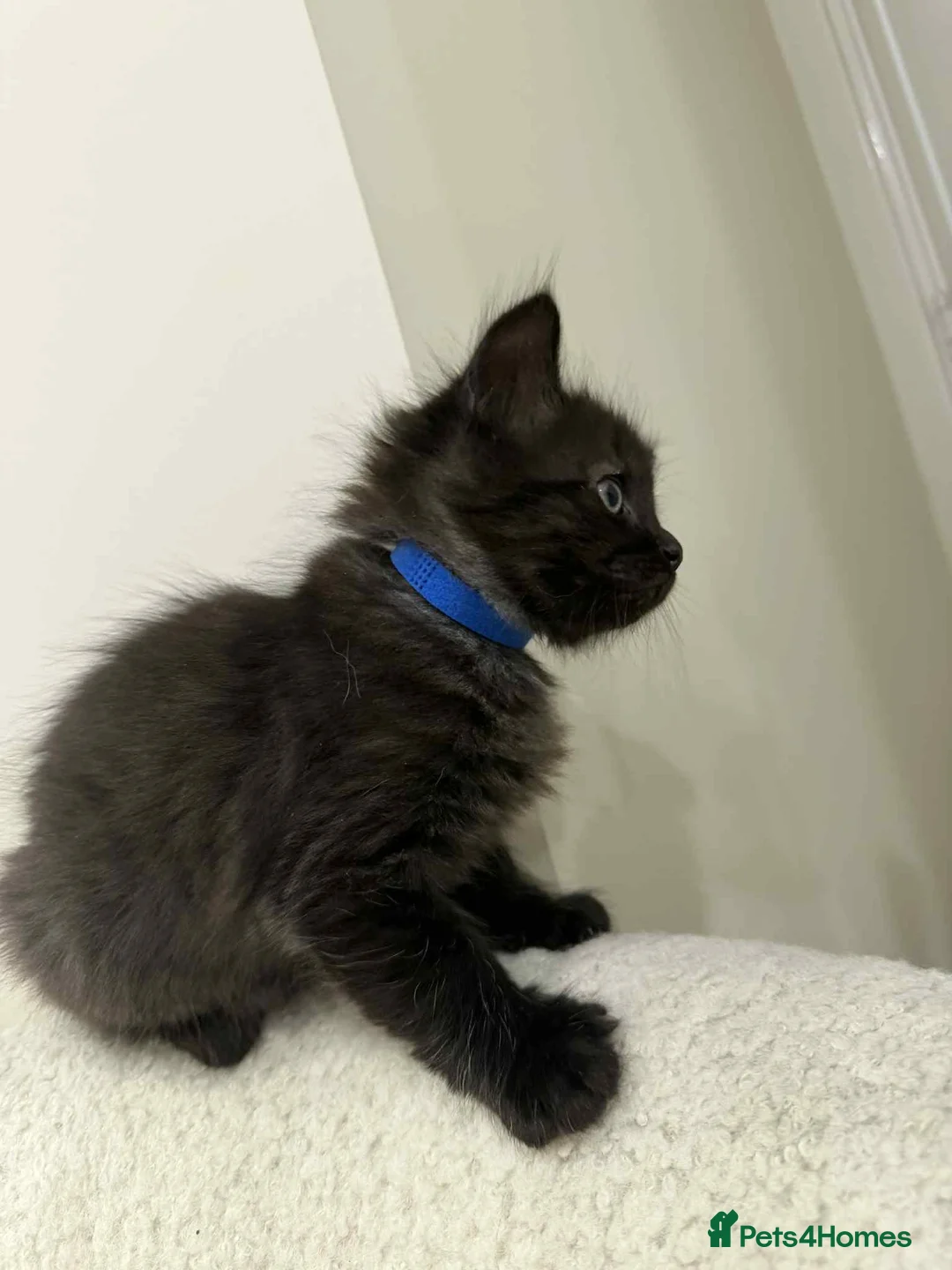 Ragdoll cats for sale: Ragdoll mix  - Advert 15