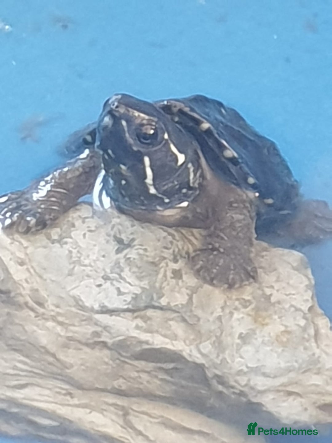 Turtle reptiles for sale: Baby Musk Turtles Available  - Advert 1