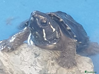 Turtle reptiles Baby Musk Turtles Available - Advert 4