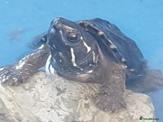 Turtle reptiles Baby Musk Turtles Available, E Sussex - Advert 9