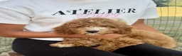 Australian Labradoodle dogs for sale: Stunning Red Australian Labradoodle Multigen Pups - Advert 5