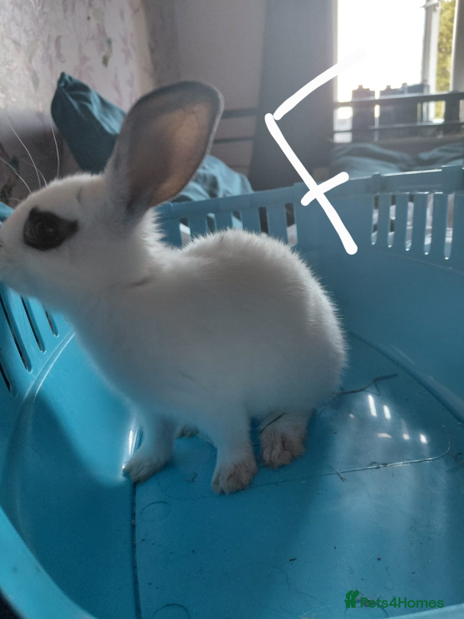 Mixed Breed rabbits for sale: Baby Bunnies  in Wolverhampton - Advert 2