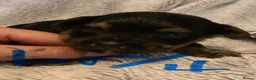 Mixed Breed dogs for sale: Biewer Yorkshire Terrier puppies  - Advert 7