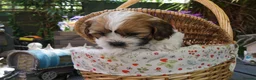 Mixed Breed dogs for sale: 12 week old girl - Advert 3