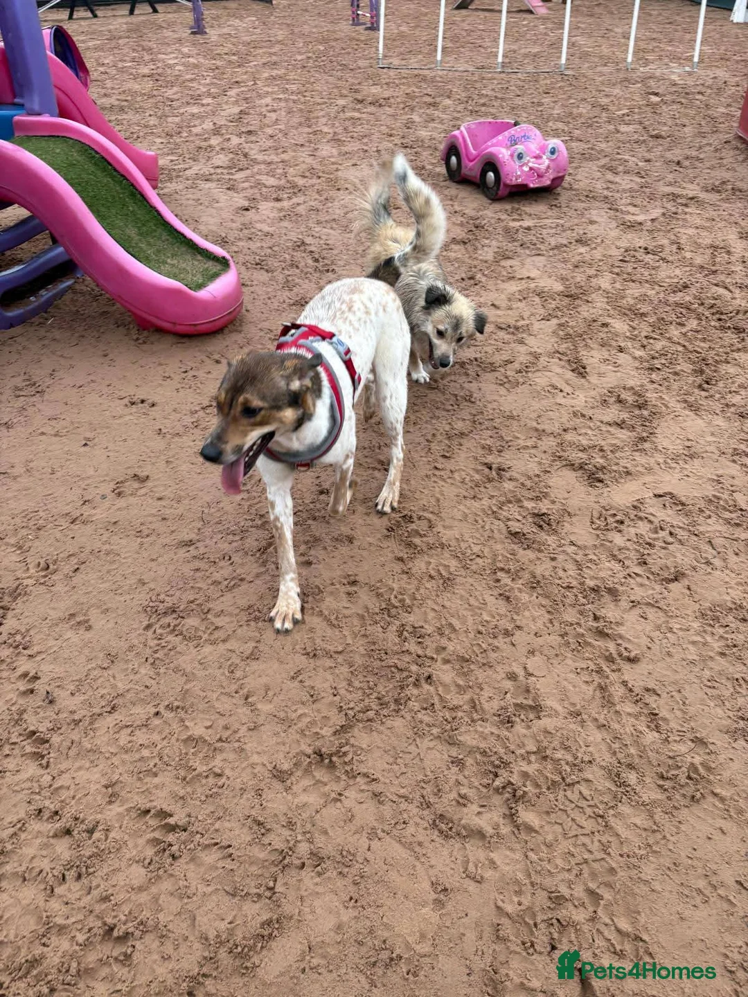 Mixed Breed dogs for adoption: Meet Nell, currently residing in Yorkshire  - Advert 9