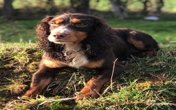 Cocker Spaniel dogs for sale: Last Working Cocker Girl - Fully Vaccinated  - Image 8