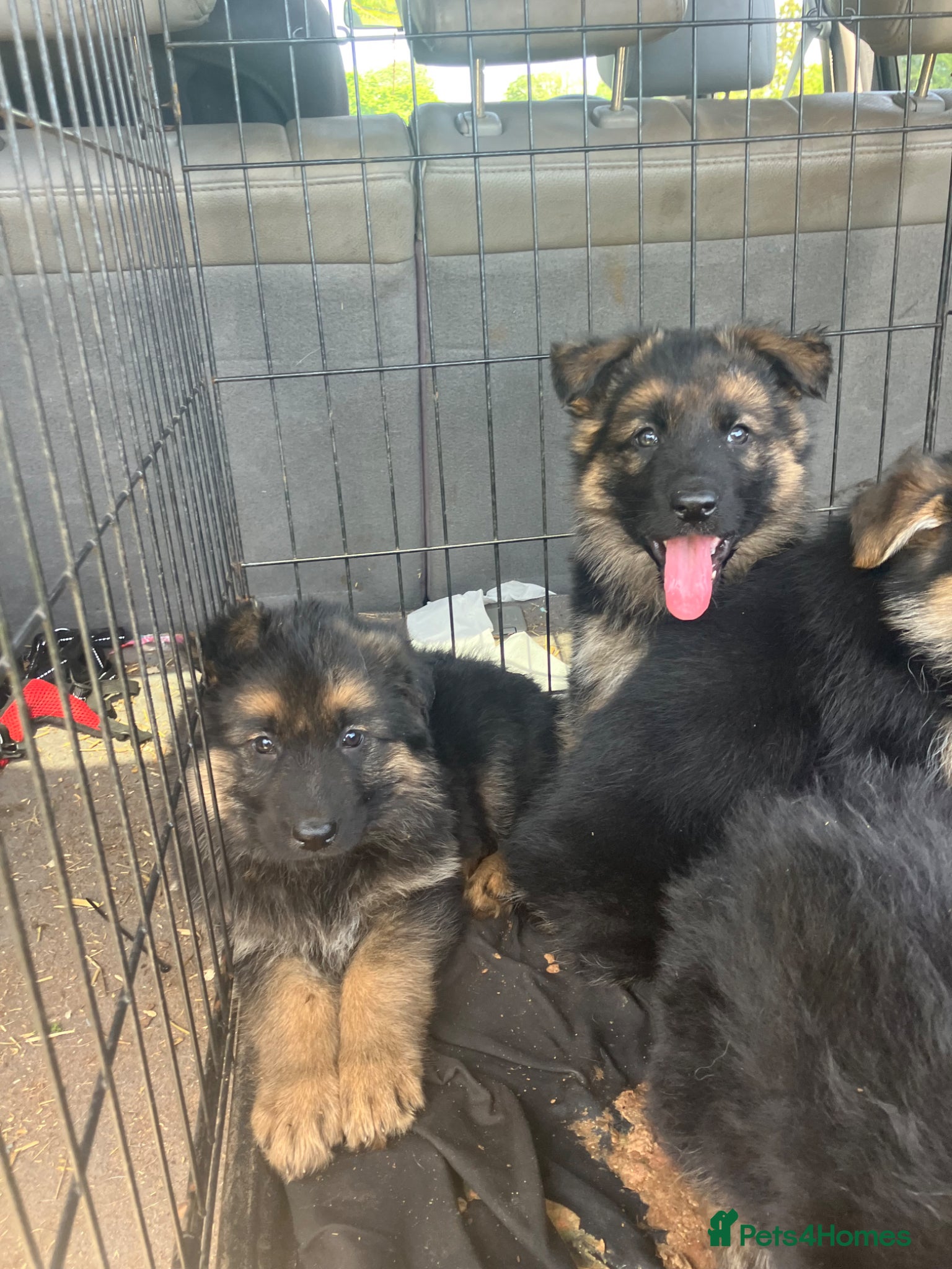German Shepherd dogs Beautiful German shepherd  - Advert 5