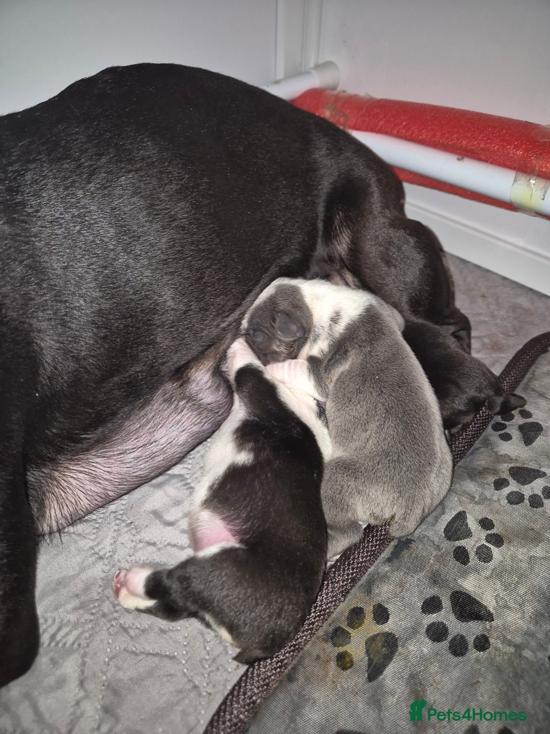 French Bulldog dogs for sale: Blue pied frenchbulldog puppies - Advert 11