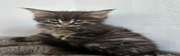 Maine Coon cats for sale: Beautiful Maine coon x - Advert 22