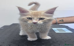 Maine Coon cats for sale: Final kitten left 🧡💛🧡💛 - Image 4