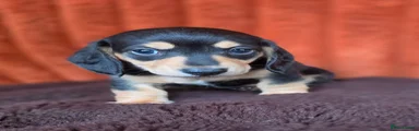 Miniature Dachshund 2