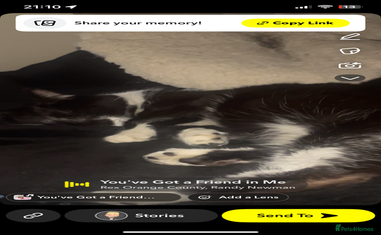 Mixed Breed cats - Advert 1