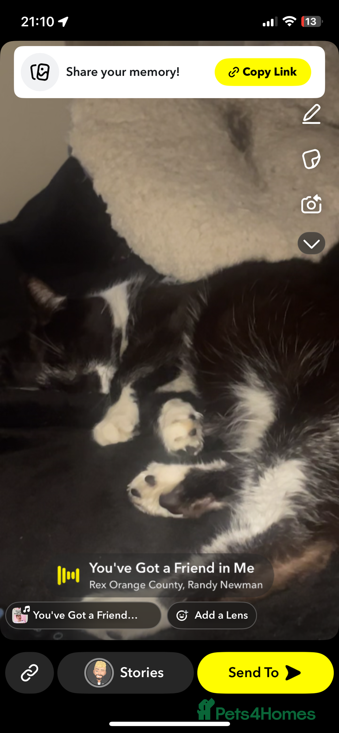 Mixed Breed cats for sale: 2 male cats FREE TO GOOD HOME - Image 1