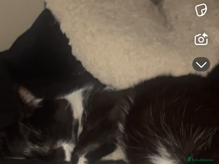 Mixed Breed cats - Advert 28