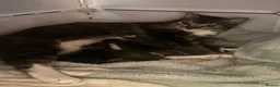 Mixed Breed cats for sale: 5 Kittens for Sale in Saint Helens - Advert 1