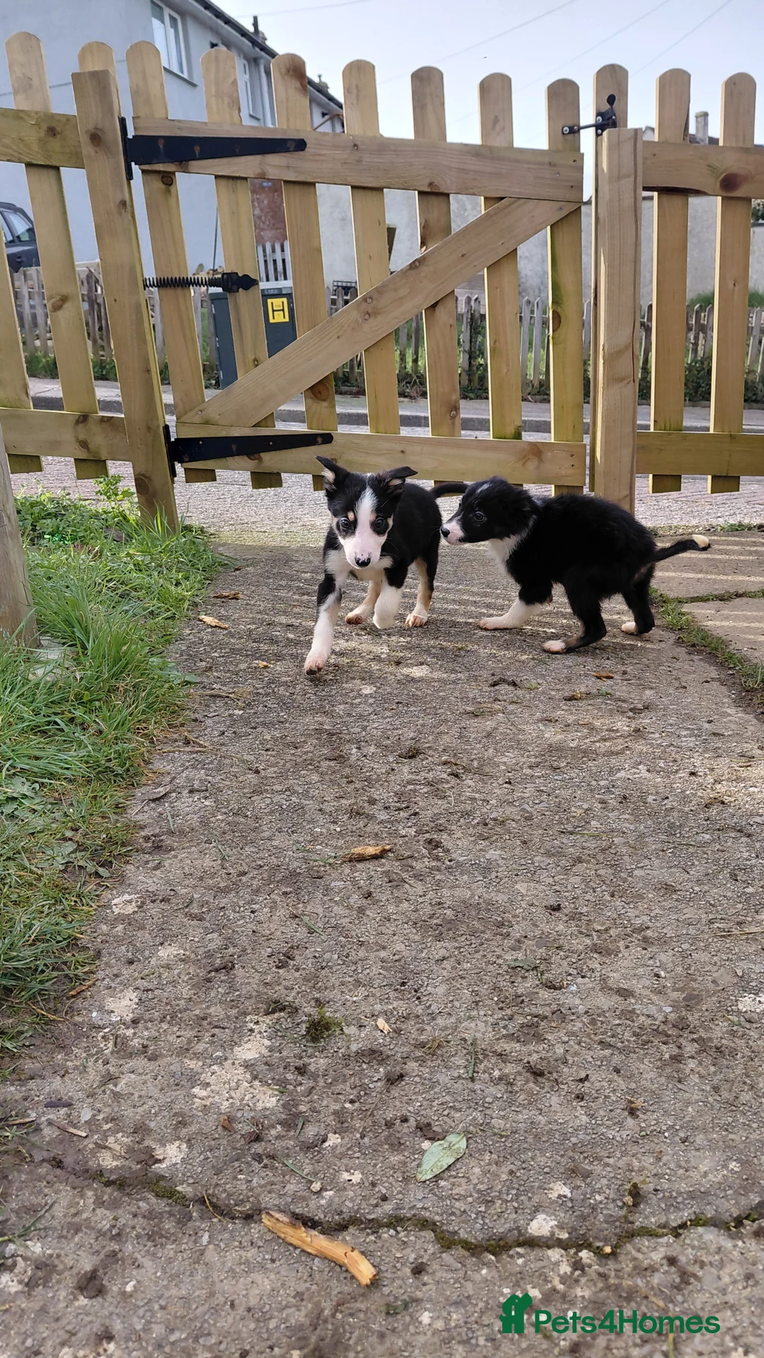 Border Collie dogs for sale: Border collie puppies tris + b/w - Advert 13