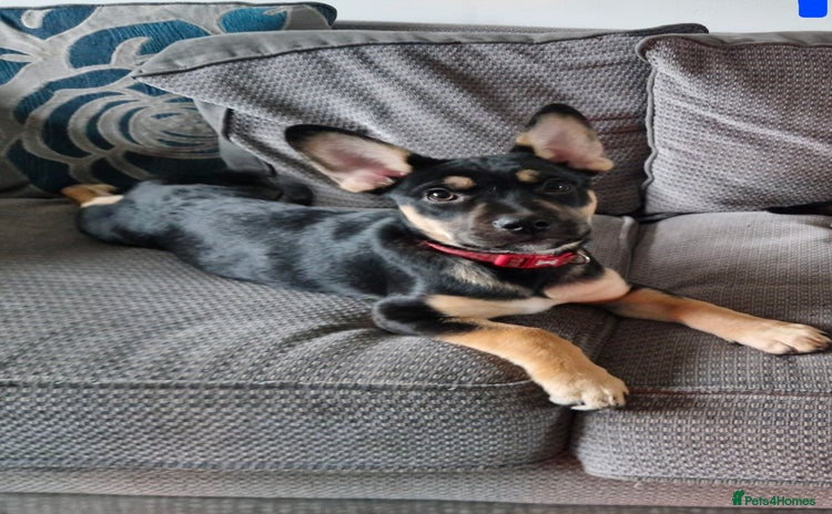 Mixed Breed dogs Puppy for home - Advert 1