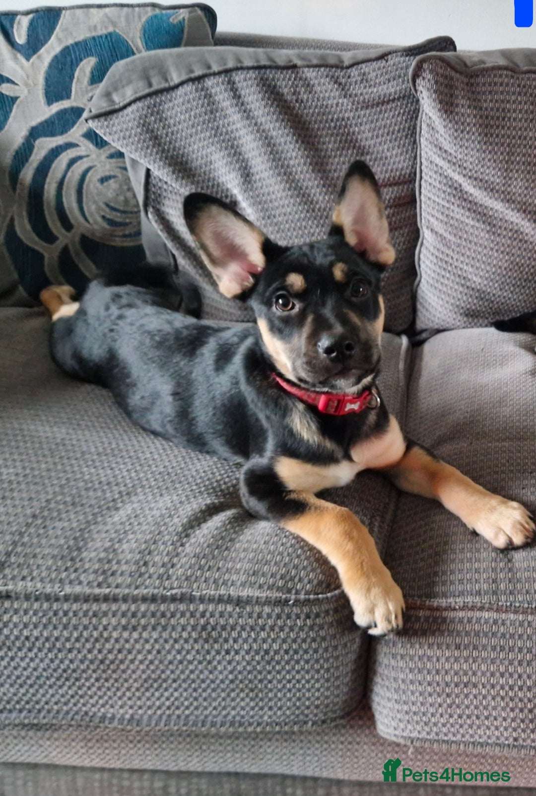 Mixed Breed dogs for sale: Puppy for home - Advert 1