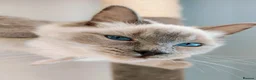 Ragdoll cats for sale: Pair of ragdolls - Advert 3